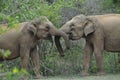 Elephants in love in Yala National Park, Sri Lanka Royalty Free Stock Photo