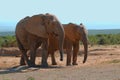 Elephants (Loxodonta africana) Royalty Free Stock Photo