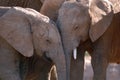 Elephants (Loxodonta africana) Royalty Free Stock Photo