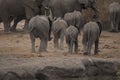 Elephants, Loxodonta Africana, bottoms all in a row as they race
