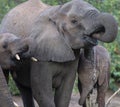 Elephants,Loxodonta africana, drinking water Royalty Free Stock Photo