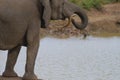 Elephants,Loxodonta africana, looking to right Royalty Free Stock Photo