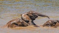 Elephants  Loxodonta Africana playing in the water, Pilanesberg National Park, South Africa. Royalty Free Stock Photo