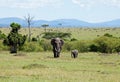 Elephants on the Masai Mara Royalty Free Stock Photo