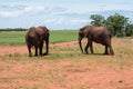 Elephants at Matusadona National Park Royalty Free Stock Photo