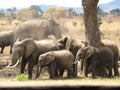 Elephants Mikumi National Park