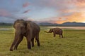 Elephants in Minneriya, Sri Lanka.