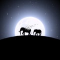 Elephants on moonlight night