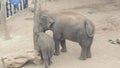 Elephants mother and baby in the elephant enclosure at Toronga Park Zoo, Mosman, NSW, Australia Royalty Free Stock Photo