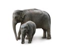 Elephants - mother and baby, in Zoo Royalty Free Stock Photo