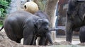 Elephants - Mother and Two baby elephants Royalty Free Stock Photo