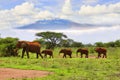 Elephants and Mount Kilimanjaro in Amboseli National Parkonal Park Royalty Free Stock Photo