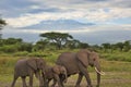 Elephants and Mount Kilimanjaro in Amboseli National Parkonal Park Royalty Free Stock Photo