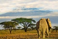 Elephants and Mount Kilimanjaro in Amboseli National Parkonal Park Royalty Free Stock Photo