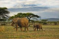 Elephants and Mount Kilimanjaro in Amboseli National Parkonal Park Royalty Free Stock Photo