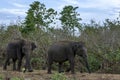 Elephants move past the savannah like vegetation within the Uda Walawe National Park in Sri Lanka.