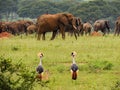Elephants in Murchison Falls National Park,Uganda