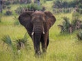 Elephants in Murchison Falls National Park,Uganda