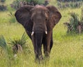 Elephants in Murchison Falls National Park,Uganda