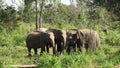 Elephants in Sri Lanka