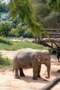 Elephants in the nature reserve on the island of Samui in Thailand