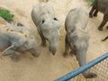 Elephants in the nature reserve in Thailand