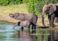 Elephants near the water of the chobe river in Botswana