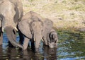 Elephants near the water of the chobe river in Botswana