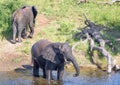 Elephants near the water of the chobe river in Botswana