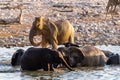 Elephants near a water hole Royalty Free Stock Photo