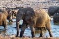 Elephants near a water hole Royalty Free Stock Photo