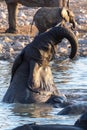 Elephants near a water hole Royalty Free Stock Photo