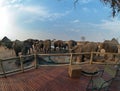 Elephants in Nehimba Camp - Hwange - 2016