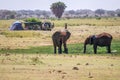 Elephants next to camping family, Kenya, Africa