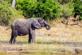 Elephants in the Okavango Delta Royalty Free Stock Photo