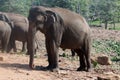 Elephants orphanage in Pinnawela, Sri Lanka. Royalty Free Stock Photo