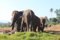 Elephants orphanage in Pinnawela, Sri Lanka. Royalty Free Stock Photo