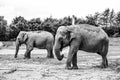 Elephants in a park Royalty Free Stock Photo