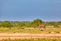 Elephants, Peacocks, Cattles, Wild Pigs, romp about like in Garden of Eden in the Yala Nationalpark