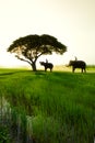 Elephants and people raising in the fields Royalty Free Stock Photo