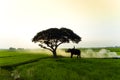 Elephants and people raising in the fields Royalty Free Stock Photo