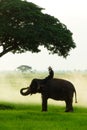 Elephants and people raising in the fields Royalty Free Stock Photo