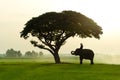 Elephants and people raising in the fields Royalty Free Stock Photo
