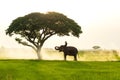 Elephants and people raising in the fields Royalty Free Stock Photo