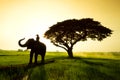 Elephants and people raising in the fields Royalty Free Stock Photo