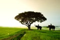 Elephants and people raising in the fields Royalty Free Stock Photo