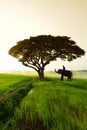 Elephants and people raising in the fields Royalty Free Stock Photo