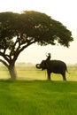 Elephants and people raising in the fields Royalty Free Stock Photo