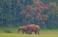 Elephants in Periyar National Park Royalty Free Stock Photo