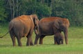 Elephants in Periyar National Park